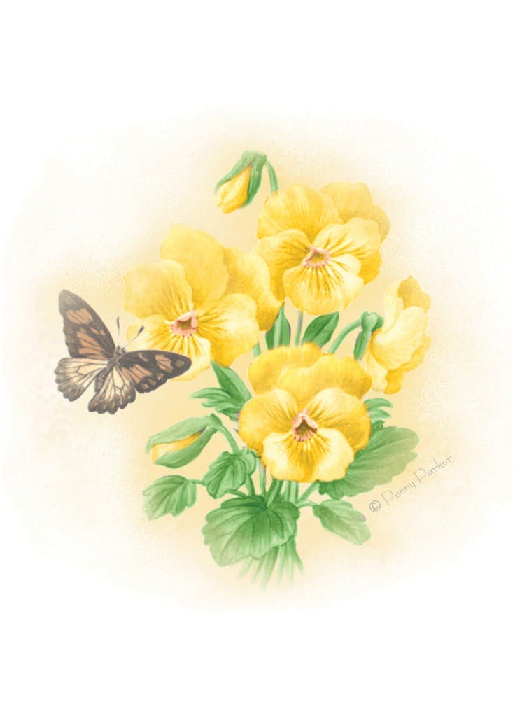 Pansies - tarjeta de recupérate pronto